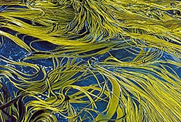 藻類(lèi)是動(dòng)物還是植物？