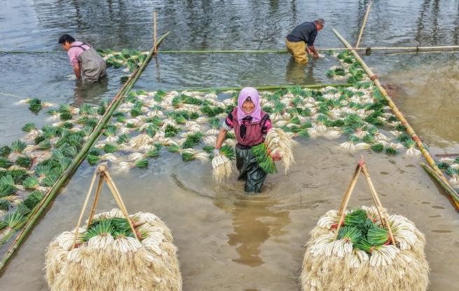 湖南道縣：種藠頭 促增收